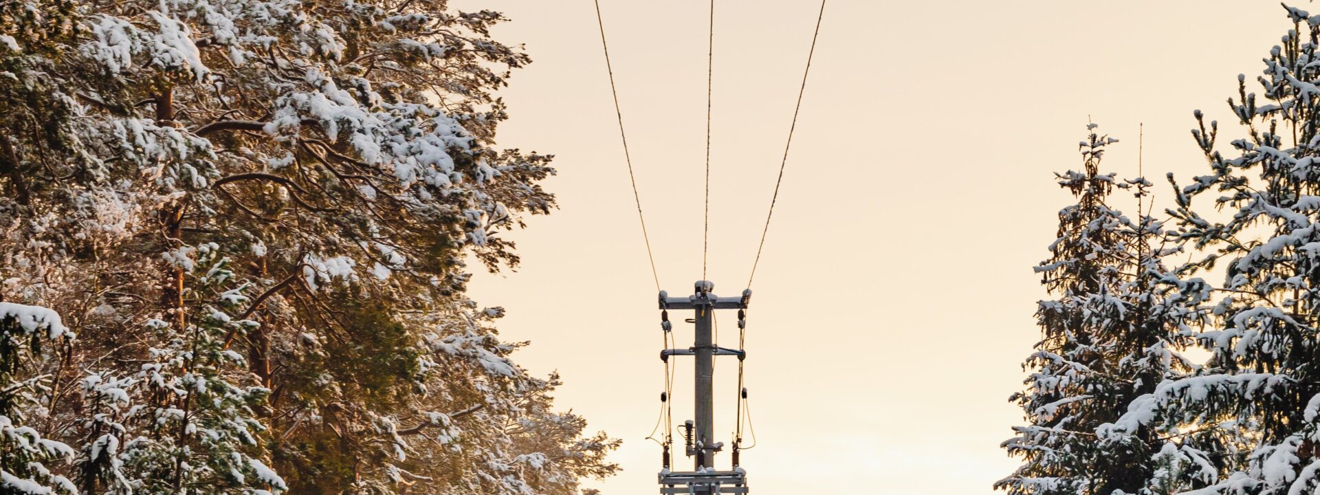 Trefelling linje med skog naer ved